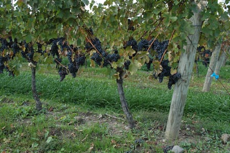 hrozny cabernet sauvignon