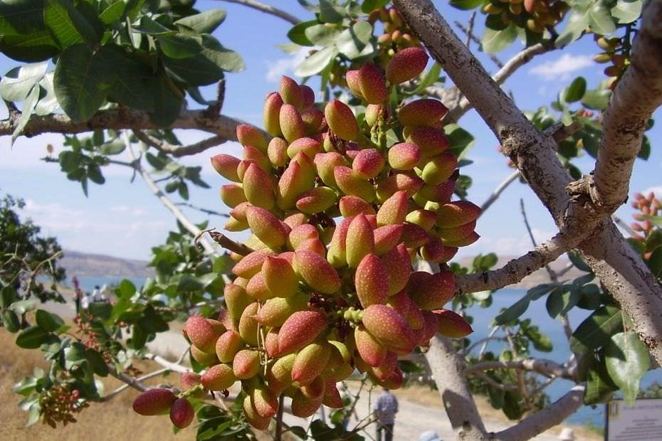 Pistazien am Baum