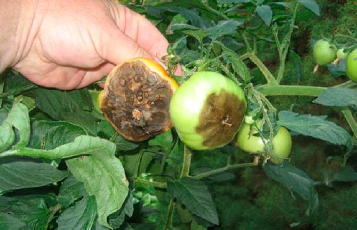 verduras podridas 