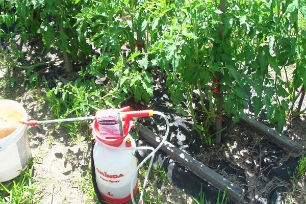 Sprühgerät in der Nähe von Tomaten 