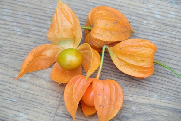 Plantning og dyrkning af physalis i åben jord, beskrivelse af sorter og plantepleje