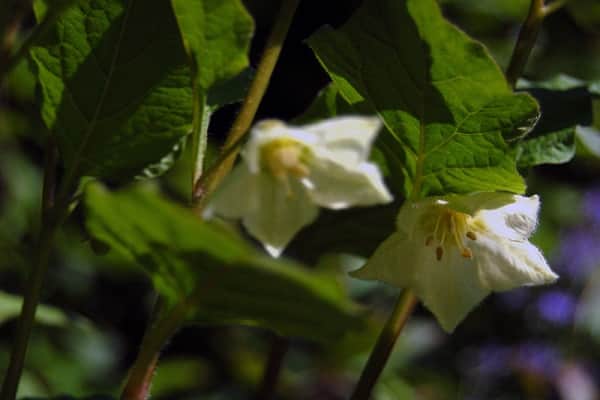 weiße Blüte 