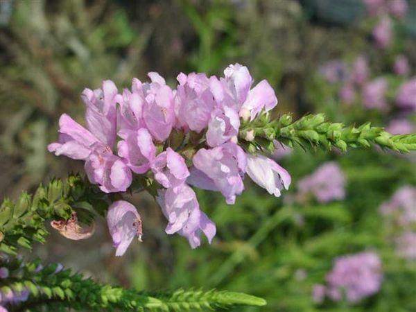 Physostegia ม่วง