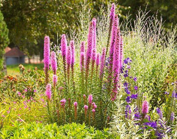 Tufa Physostegia