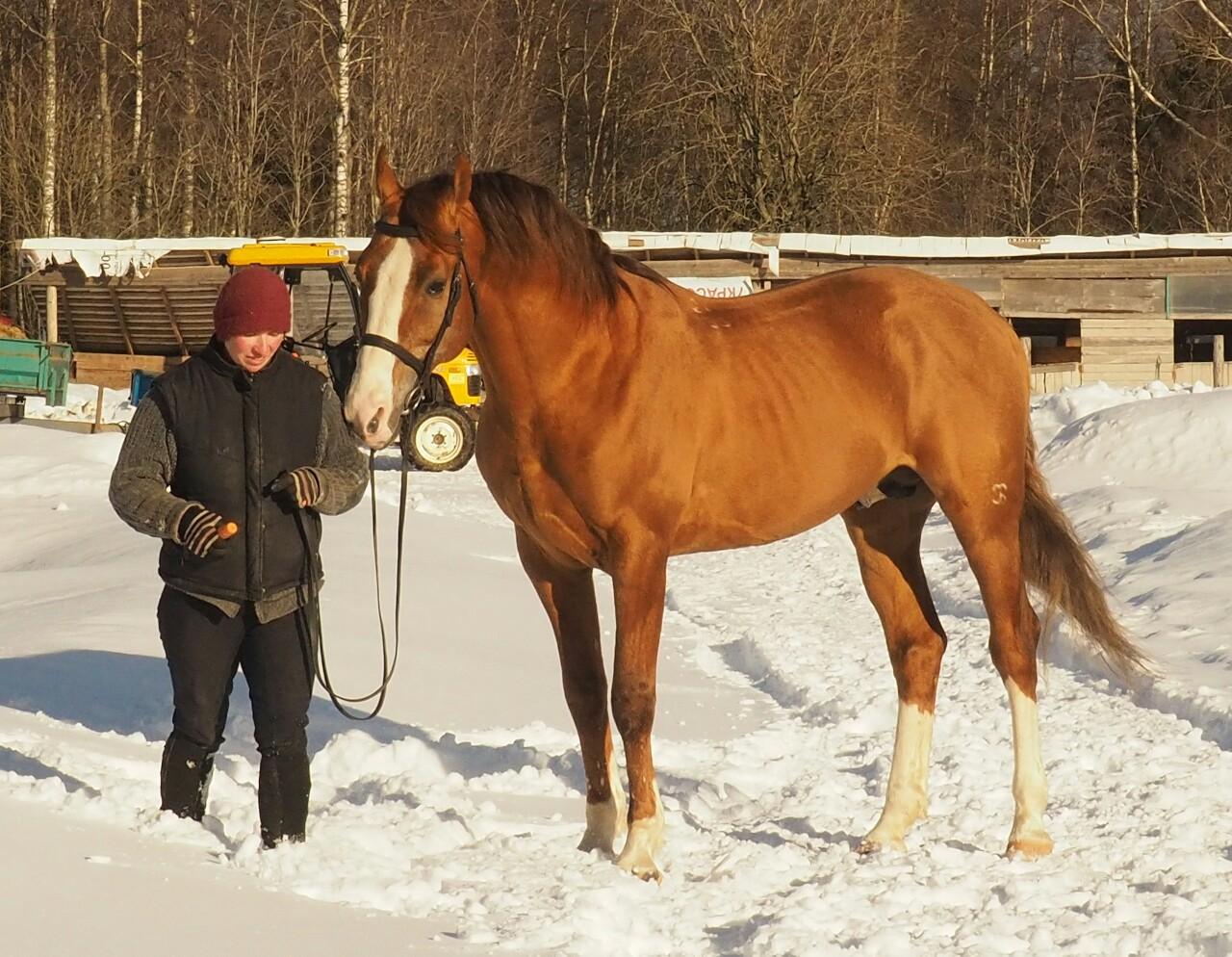 Budennovskaya-paardenras