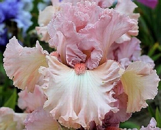 Pink irises