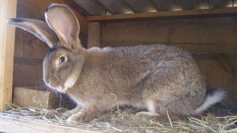 Flandern-Kaninchen