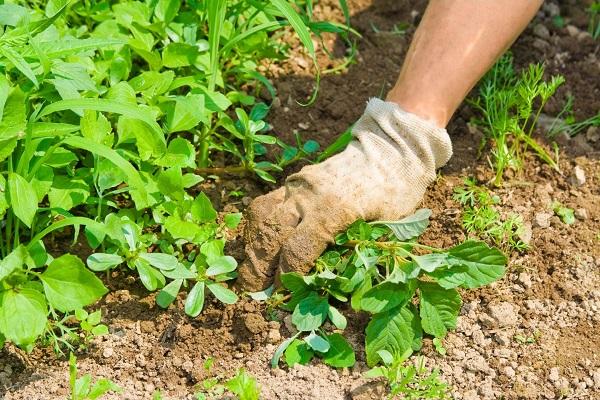 eliminar les males herbes 