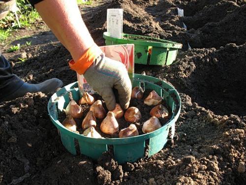 replanting tulips