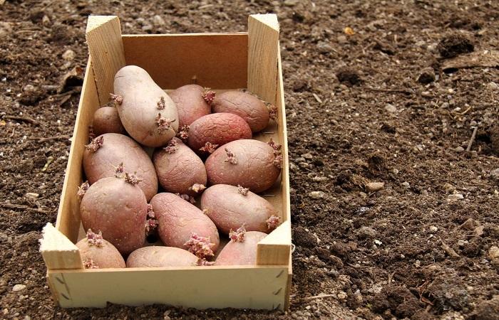 patatas en una caja 