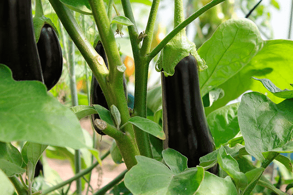 Aubergine im Gewächshaus 