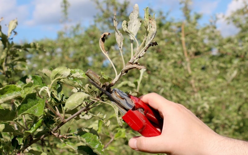 menanam pokok epal dari dahan