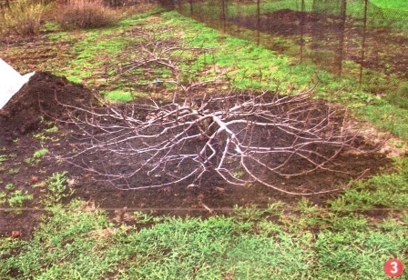 kriechender Apfelbaum