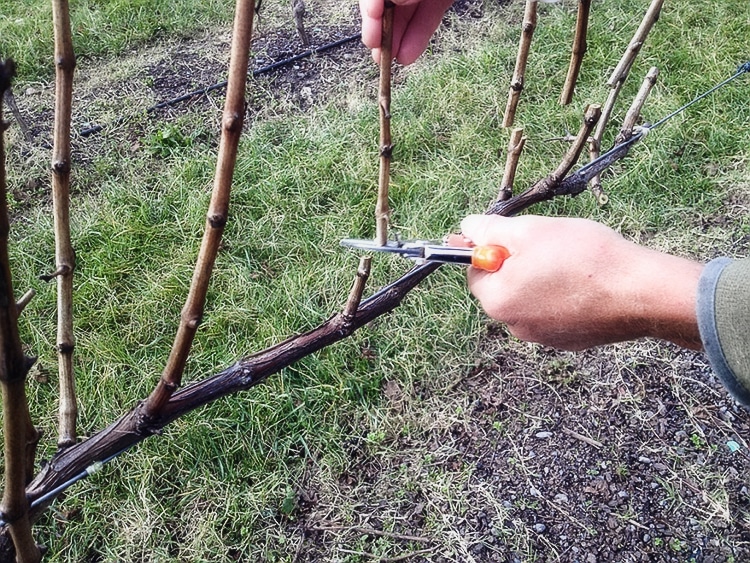 grape pruning