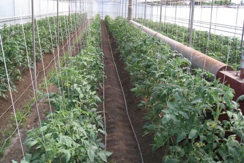 tomatoes in a greenhouse