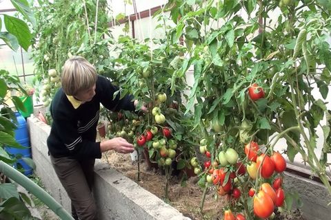 tomatoes growing