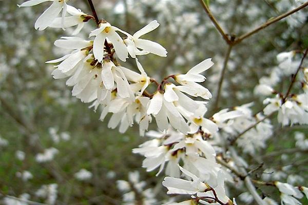 maniyebe forsythia