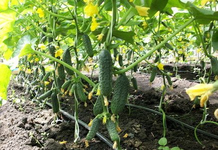 mga pipino sa greenhouse