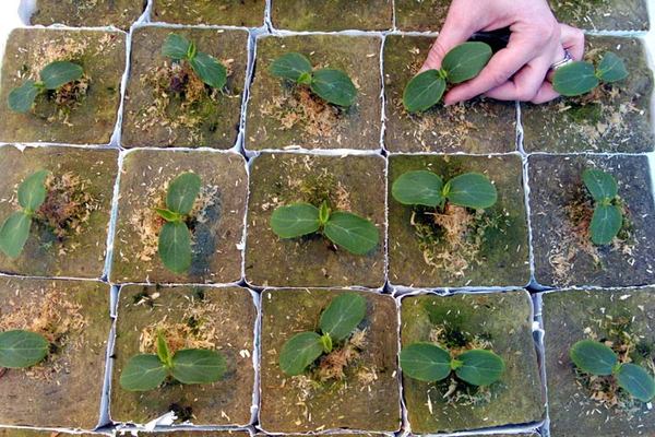 plantando pepinos em uma estufa