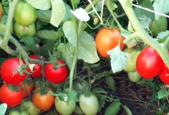 Anastasia tomatoes in open ground