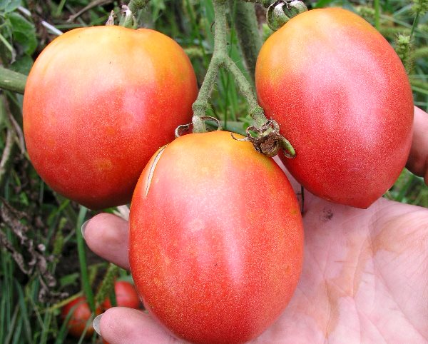 rajčata na větvi