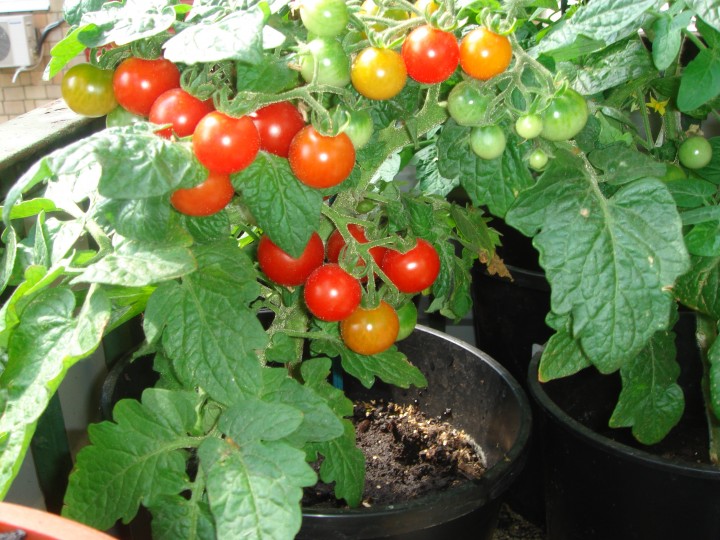 Pinocchio-Tomate wächst auf dem Balkon