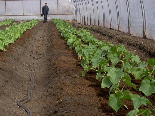 cucumbers growing in a greenhouse