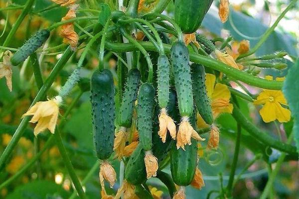 Gurken im Garten