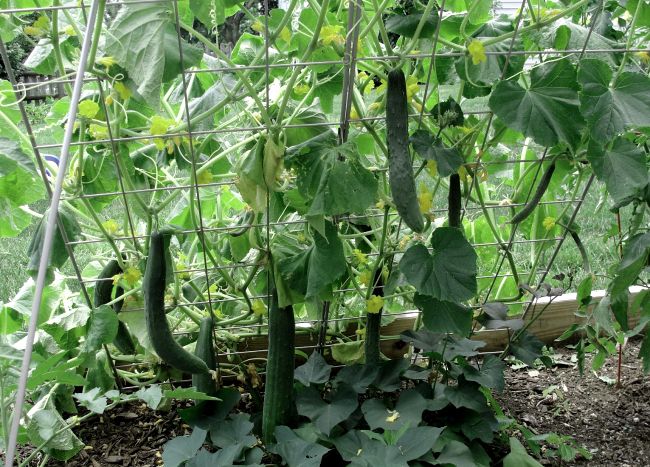 horizontal tying of cucumbers in a greenhouse