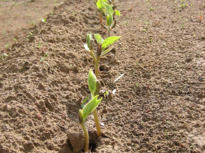 Plantar em terreno aberto