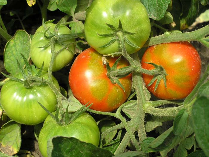 cabana rica em arbustos de tomate