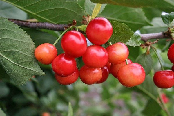 cherry ng ibon