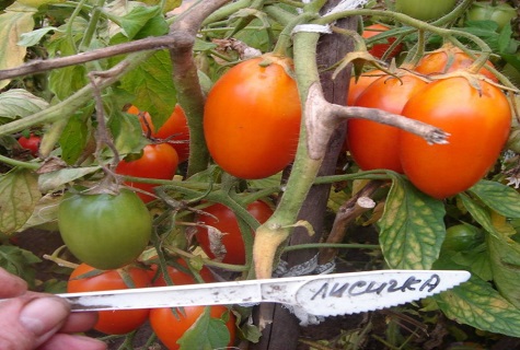 Inschrift unter der Tomate 