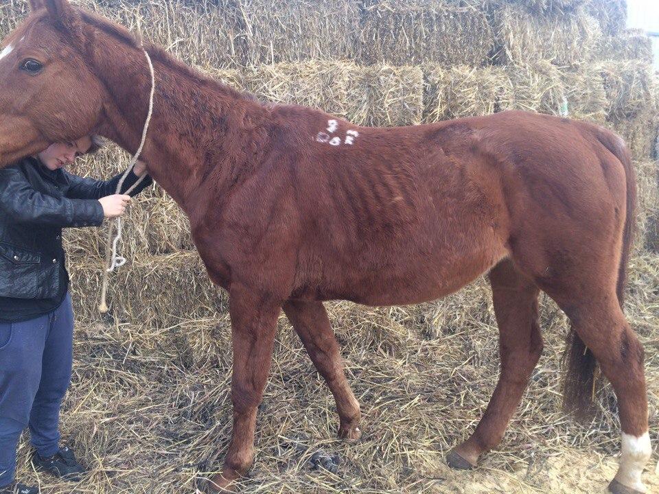 leptospirose bij paarden