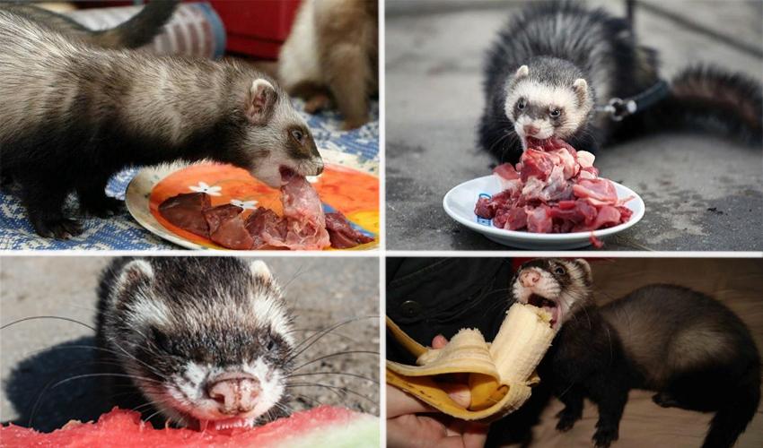 feeding a ferret