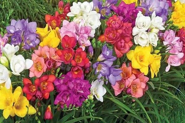 caractéristiques du freesia