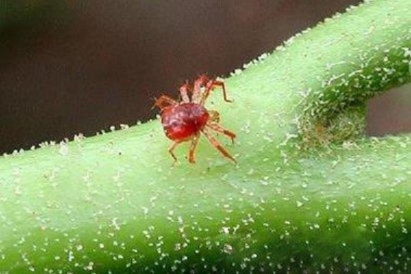 ácaro en la planta 