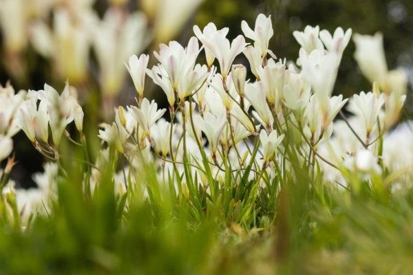 propagation des fleurs 