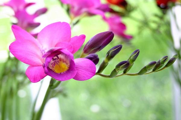 hindi pangkaraniwang bulaklak 