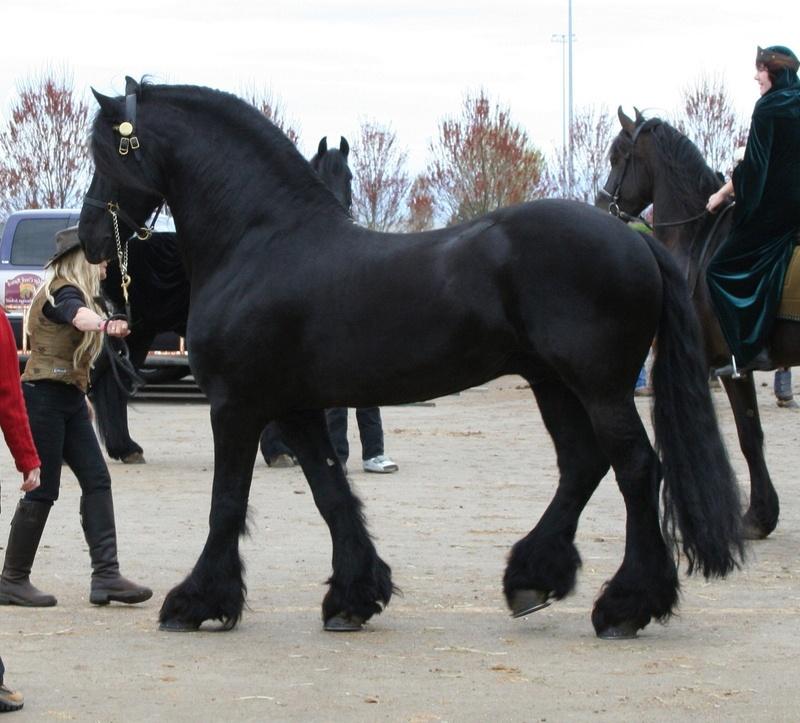 een prachtig paard