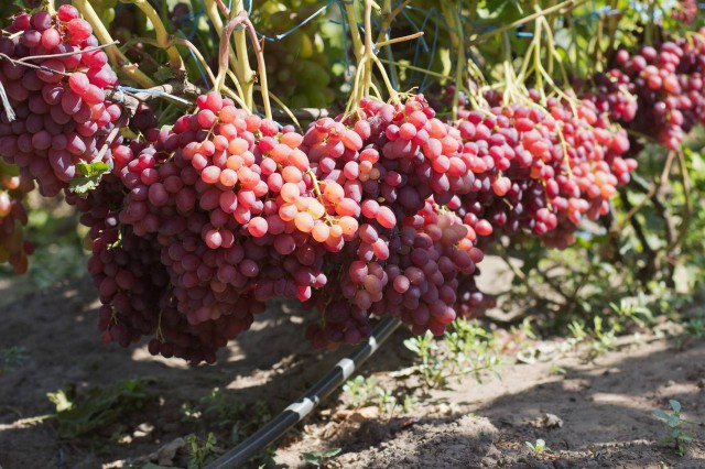 grapes transformation 