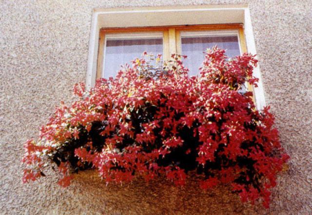 Fuchsia am Fenster 