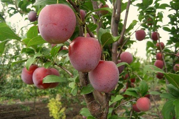 columnar plum