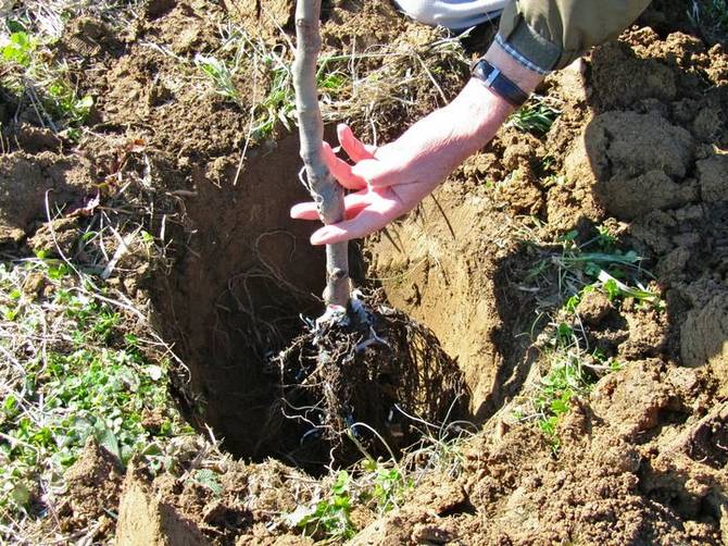 plantant una pomera a la regió de Moscou