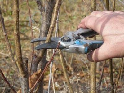 viburnum pruning