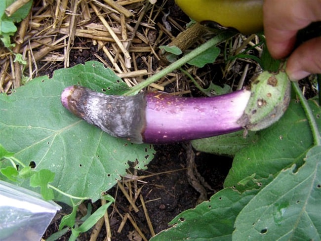 Cercosporiosis on eggplant