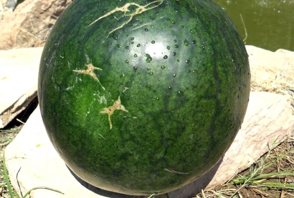 ripe watermelon variety Ogonyok