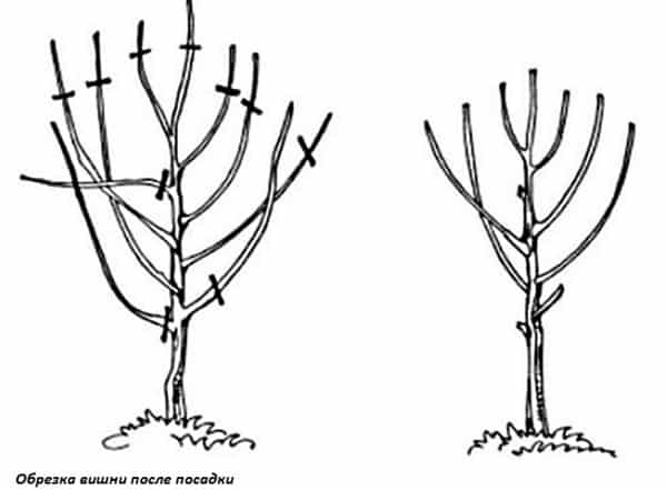 podar cerezas después de plantar 