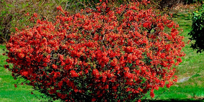 Japanese quince