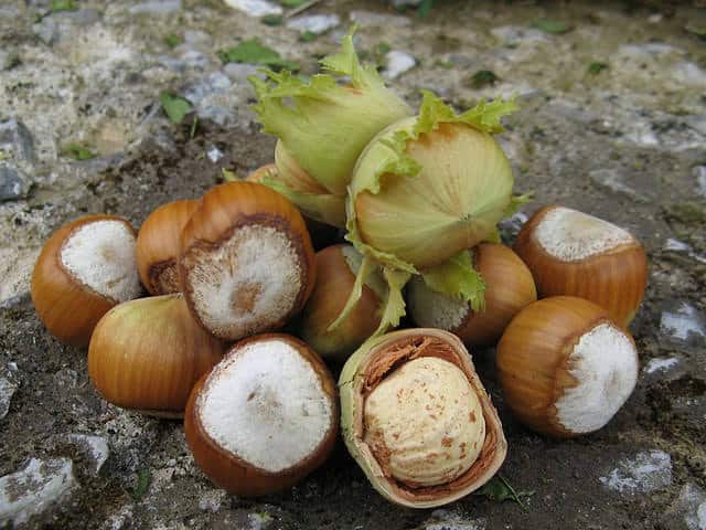 Pagtatanim, paglaki at pag-aalaga ng mga hazelnut sa bukas na lupa, pagpili ng iba't-ibang at pagpaparami